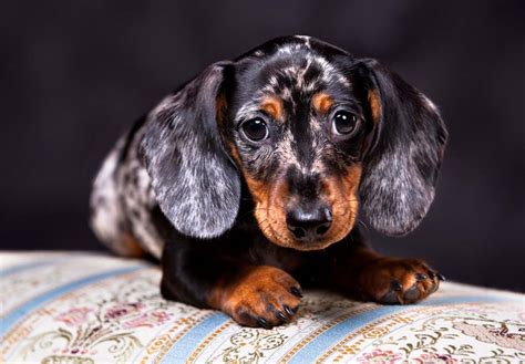 Dachshund breeders - Anyone who wants a loving companion dog would be well advised to check out Birch Hill Doxies. Candy H.T. Birch Hill Doxies offers exceptional miniature & standard smooth, and long hair, from both import and American champion bloodlines, Our doxies are home raised, socialized, and spoiled with love. 